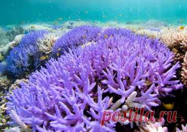 Ароморфозы кишечнополостных: Древнейшие многоклеточные