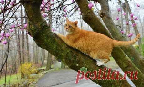 Котизм