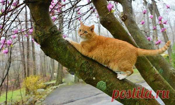 Котизм