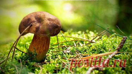 Самые ранние съедобные грибы Многим людям привычно считать грибы осенним лесным урожаем, однако ценители природных лакомств знают, что начинать их сбор можно уже весной, буквально с мая месяца. Первые грибы появляются в то время, когда едва всходит молодая трава, и по своим вкусовым качествам и полезности они не уступают осенни
