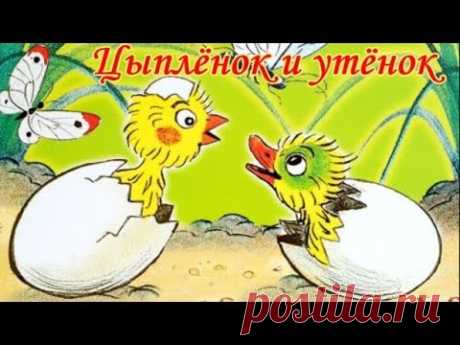 Цыпленок и утенок Сутеев Аудиосказка для детей. - YouTube
