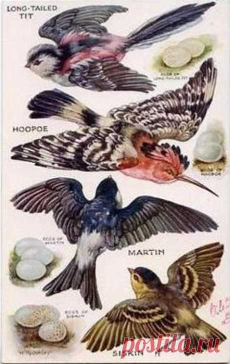 LONGTAILED TIT, HOOPOE, MARTIN, SISKIN & their eggs - TuckDB Postcards