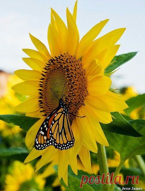 Pinterest