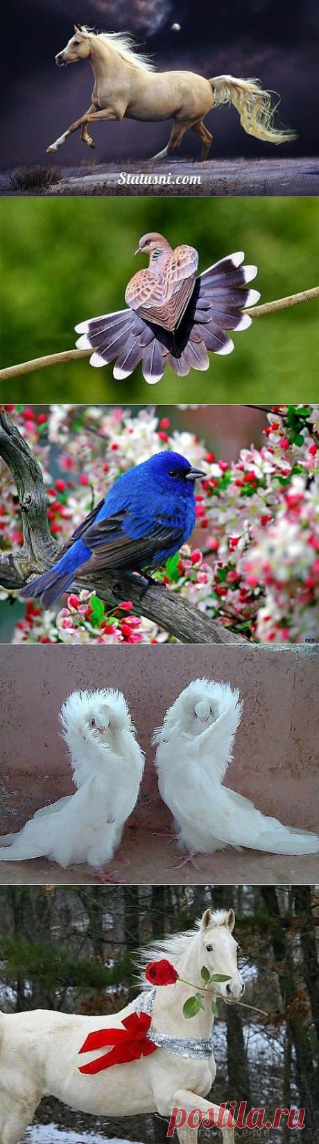 (37) Одноклассники