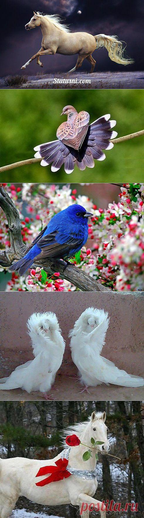 (37) Одноклассники