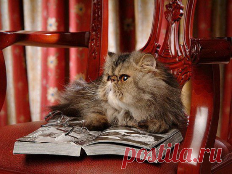 И Лукоморья нет, и дуб спилили...
Но, про кота - всё ж не забыли... 
Сидит на стуле, с дубика того... 
И не колышет боле - цепь его...
Байс.