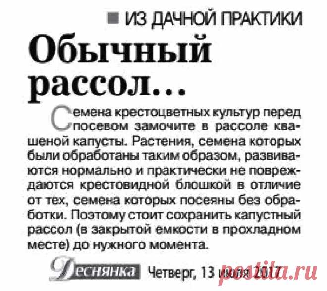 Замочите семена крестоцветных культур в капустном рассоле