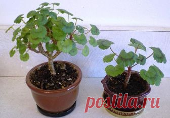 Осенняя и весенняя обрезка герани (пеларгонии) для пышного цветения