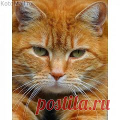 Apskatīt ziņojumu - Inbox Mail