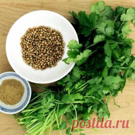 ღКинза: состав, применение, польза и вред