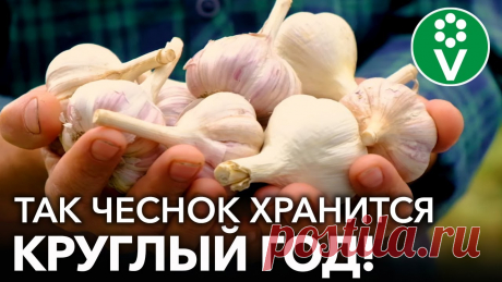 ЧЕСНОК БУДТО ТОЛЬКО С ГРЯДКИ КРУГЛЫЙ ГОД! 5 отличных способов хранения чеснока ✿Просим поддержать наш канал купив растения в нашем интернет-магазине https://procvetok.com/?a=first и подписавшись на наш канал в Яндекс.Дзен https://zen.ya...