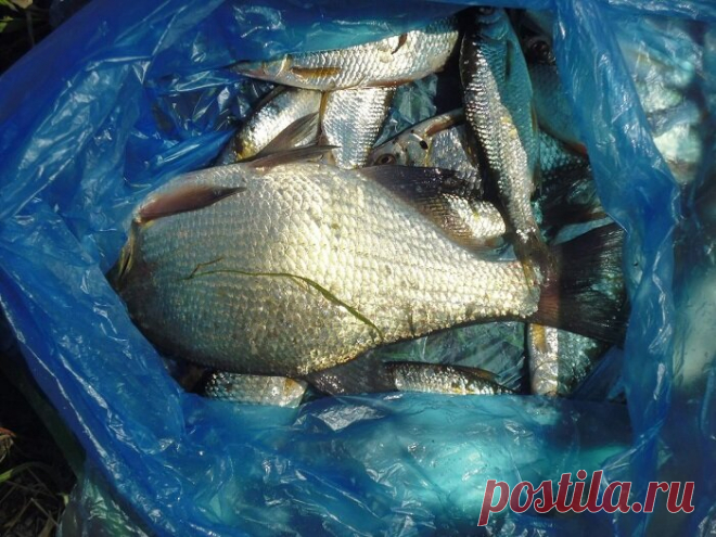 Одна из лучших приманок, про которую известно узкому кругу рыболовов. Остальные не верят | MASTER-FISHER.RU | Яндекс Дзен
