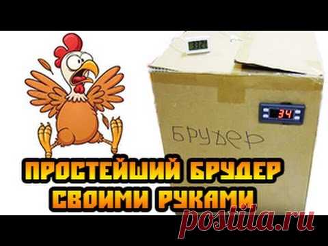 Брудер своими руками за 5 минут
