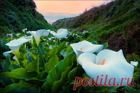 Долина диких калл (Calla Lily Valley)..