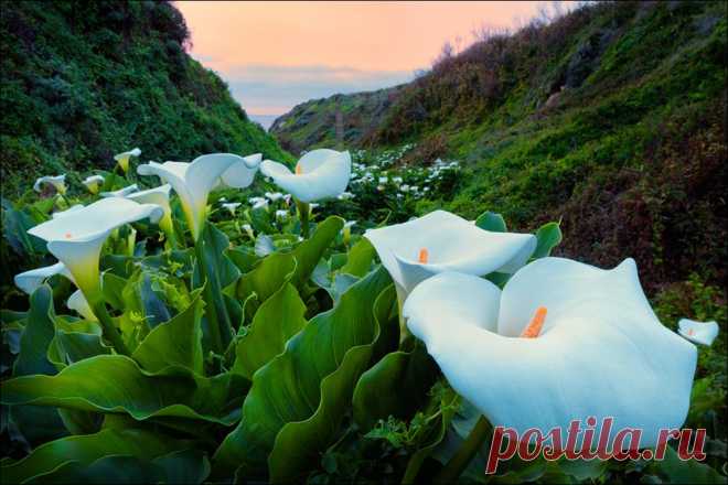Долина диких калл (Calla Lily Valley)..