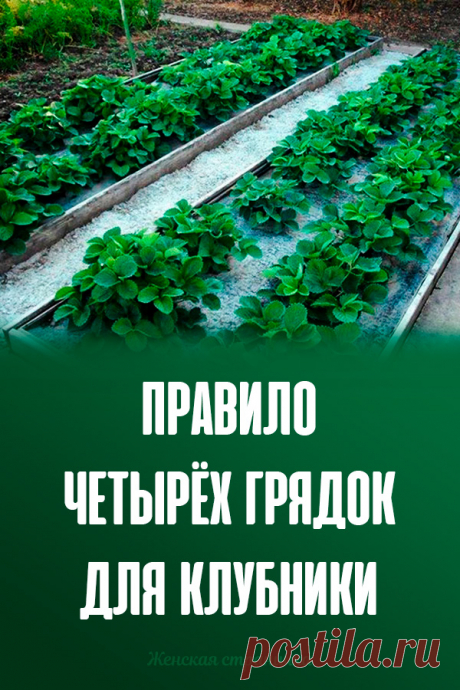 Правило четырёх грядок для клубники