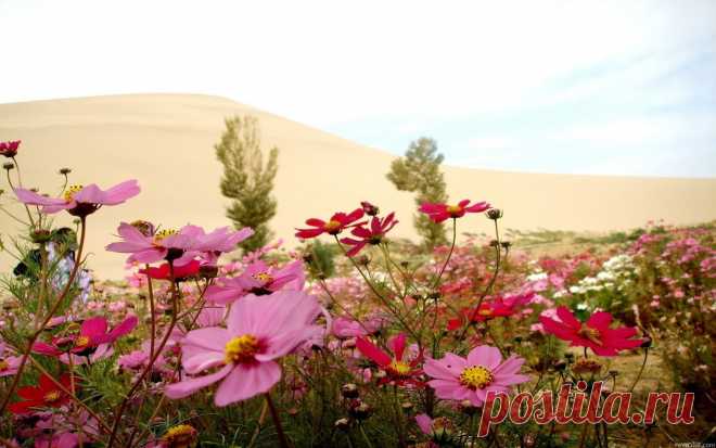 Цветы в пустыне
Пустыня, дюны, песок, цветы обои, фото, картинки