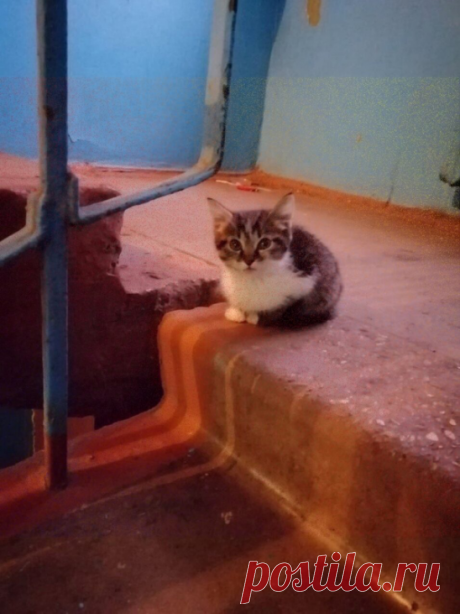 Милое создание | Интересный контент в группе Ship Shard