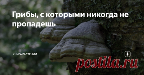 Грибы, с которыми никогда не пропадешь Здравствуйте, с вами вновь #книга_грибов,  которая расскажет, как ни странно, о грибах. Грибы эти каждый хоть раз в  жизни видел, но практически никогда не собирал, поскольку нужны они в  самых крайних случаях, которых, надеюсь, вполне можно избежать.
Трутовик настоящий
Это #трутовики. #трутовик — название не таксономическое, а морфологическое, короче говоря, всё,  что не опёнок и растёт на