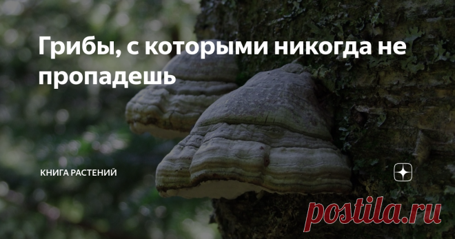 Грибы, с которыми никогда не пропадешь Здравствуйте, с вами вновь #книга_грибов,  которая расскажет, как ни странно, о грибах. Грибы эти каждый хоть раз в  жизни видел, но практически никогда не собирал, поскольку нужны они в  самых крайних случаях, которых, надеюсь, вполне можно избежать.
Трутовик настоящий
Это #трутовики. #трутовик — название не таксономическое, а морфологическое, короче говоря, всё,  что не опёнок и растёт на