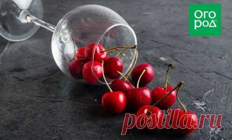 Как приготовить домашнее вино, настойку, наливку и ликер из вишни – 17 рецептов Вишня – отличное сырье для любительского домашнего виноделия в наших широтах. Она успешно растет практически на каждом приусадебном участке и проста в обработке, а вино из вишни получается ярким и насыщенным как по вкусу, так и по цвету и аромату...