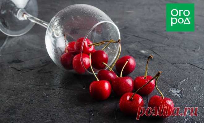 Как приготовить домашнее вино, настойку, наливку и ликер из вишни – 17 рецептов Вишня – отличное сырье для любительского домашнего виноделия в наших широтах. Она успешно растет практически на каждом приусадебном участке и проста в обработке, а вино из вишни получается ярким и насыщенным как по вкусу, так и по цвету и аромату...