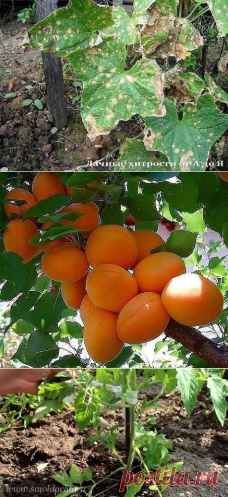 (48) Одноклассники