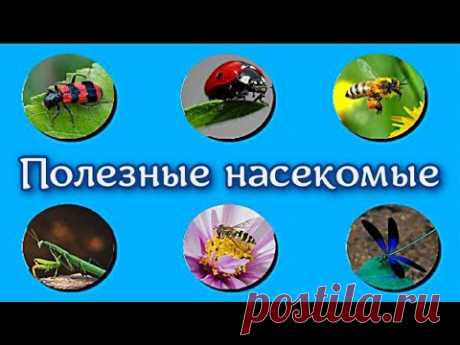 Полезные насекомые Окружающий мир Окружающий мир Полезные для человека, сада и огорода насекомые. Богомол — безжалостный убийца вредителейБожья коровка — пожирательница тлиГаллица Афидимиза —...