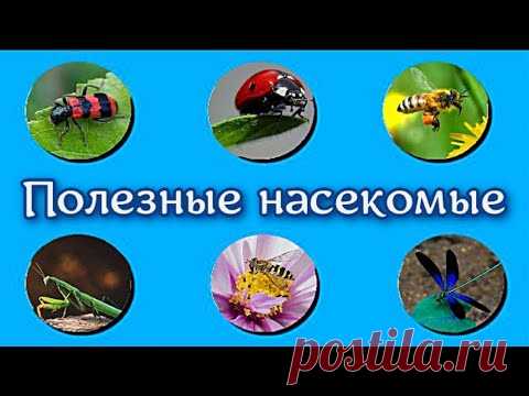 Полезные насекомые Окружающий мир Окружающий мир Полезные для человека, сада и огорода насекомые. Богомол — безжалостный убийца вредителейБожья коровка — пожирательница тлиГаллица Афидимиза —...
