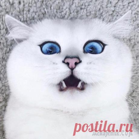 19 животных, над внешностью которых природа трудилась не покладая рук
