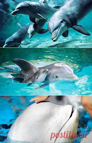 Кит и дельфин гуляют с детьми / Видео / Моя Планета