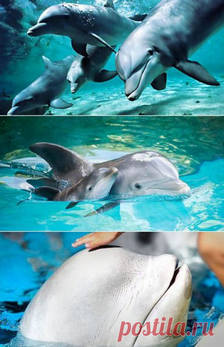 Кит и дельфин гуляют с детьми / Видео / Моя Планета