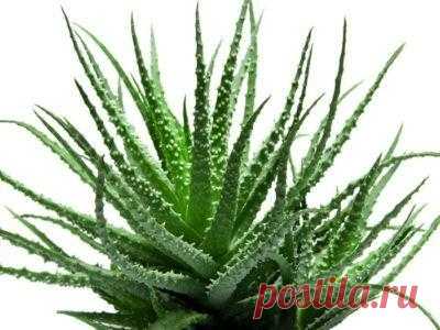 Алоэ, лечебные свойства и противопоказания к применению: польза и вред домашнего растения для организма человека, химический состав цветка, от чего помогает