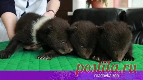 Добрые сибиряки всем миром выхаживают осиротевших медвежат — Readovka.ru