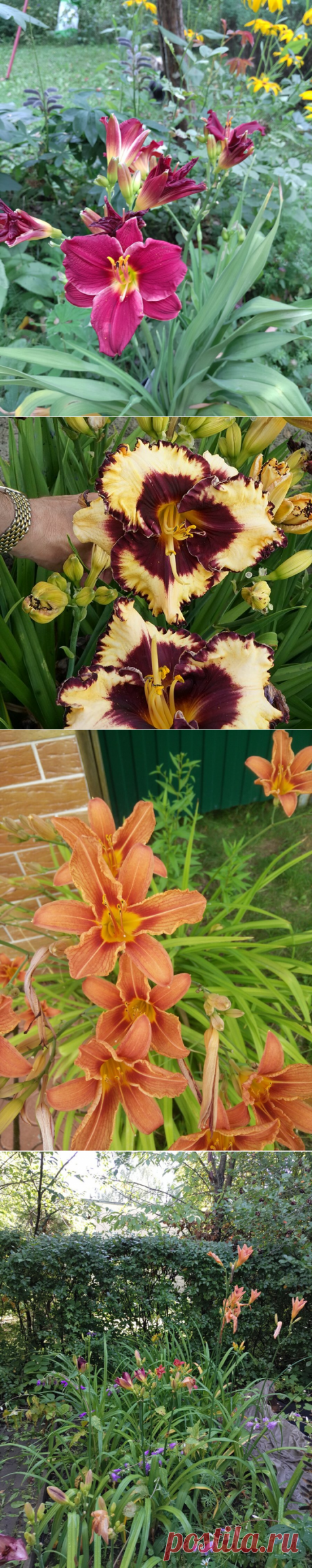 Лилейники в садовом дизайне | Сад Анны Гауэр | Яндекс Дзен
