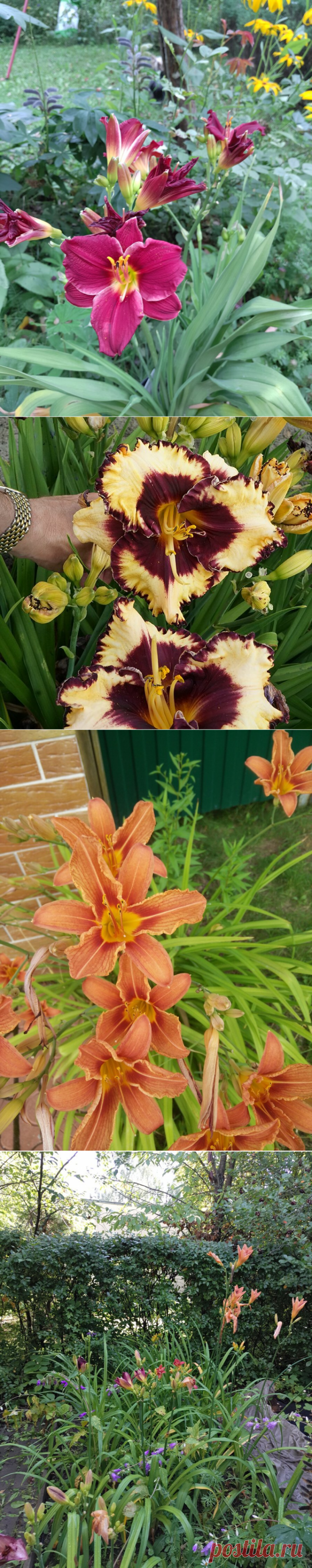 Лилейники в садовом дизайне | Сад Анны Гауэр | Яндекс Дзен