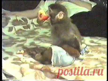 Видео в рубрике: &quot;Наши домашние животные&quot;