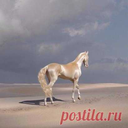 Ахалтекинец