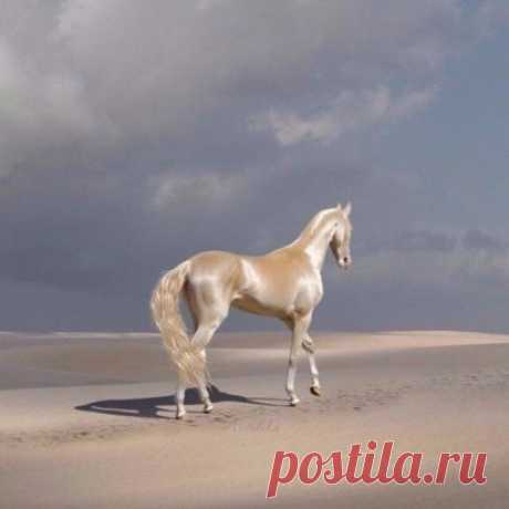 Ахалтекинец