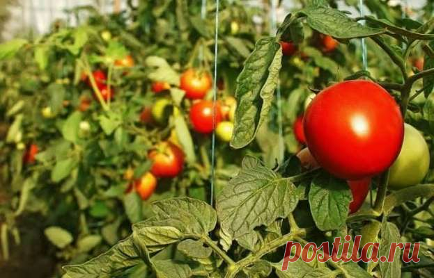 Чем можно подкармливать помидоры и перцы: лучшие натуральные удобрения — Дачный участок