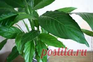 Спатифиллум – подарок и талисман