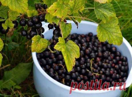 смородина крупнее винограда