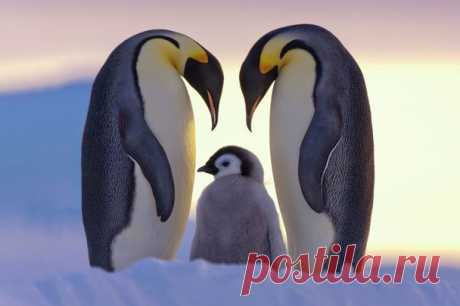 National Geographic показала лучшие фото природы