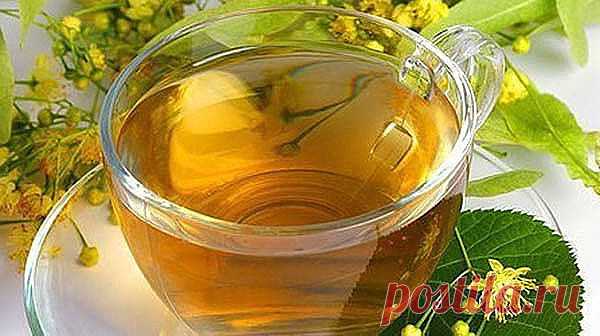 Травы для похудения. Омела и липа