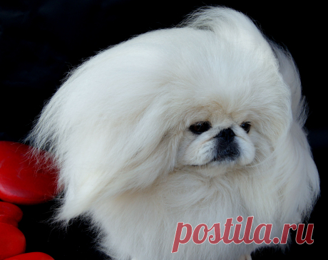 питомник WILFREDO  мои белые  пекинесы.