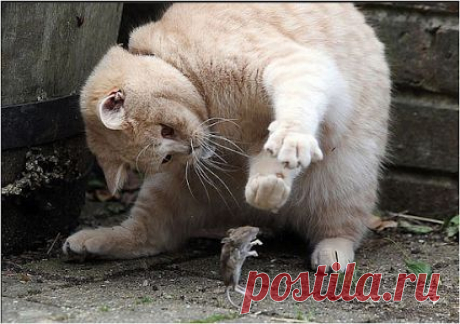 Котики каждый день – Сообщество – Google+