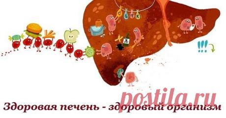 Здоровая печень- здоровый организм.