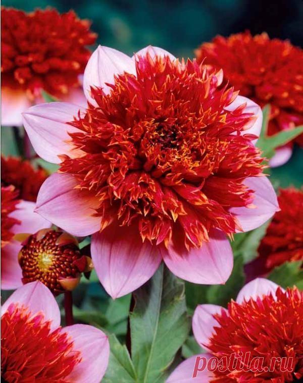 Dahlia à fleurs d'anémone 'Phantom'