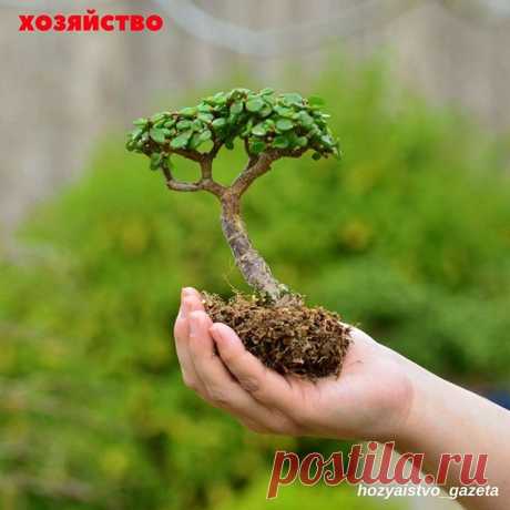 #цветникхозяйство ЗАВЕСТИ ДЕНЕЖНОЕ ДЕРЕВО – К ДЕНЬГАМ
.
Кому как, а мне в наследство достаются не какие-то там дома и пароходы, а запылившиеся, едва живые растения. Так мне достались комнатный гибискус и толстянка − денежное дерево.
.
Денежное дерево мне принес родственник лет пять назад, самому было жалко выбросить, и он поручил эту миссию мне. Выглядело оно однозначно «не к деньгам», отвратительно выглядело. В потрескавшемся горшке высотой около 40 см, в земле из ближайш...