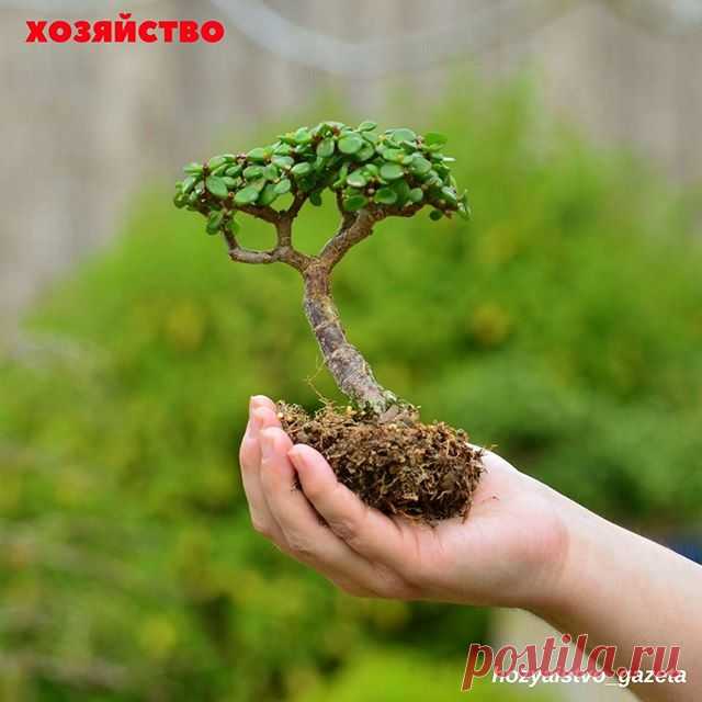 #цветникхозяйство ЗАВЕСТИ ДЕНЕЖНОЕ ДЕРЕВО – К ДЕНЬГАМ
.
Кому как, а мне в наследство достаются не какие-то там дома и пароходы, а запылившиеся, едва живые растения. Так мне достались комнатный гибискус и толстянка − денежное дерево.
.
Денежное дерево мне принес родственник лет пять назад, самому было жалко выбросить, и он поручил эту миссию мне. Выглядело оно однозначно «не к деньгам», отвратительно выглядело. В потрескавшемся горшке высотой около 40 см, в земле из ближайш...